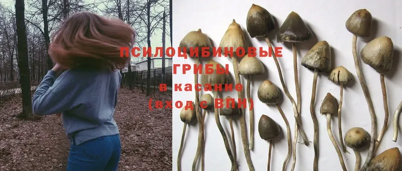 гидра сайт  Серпухов  Псилоцибиновые грибы GOLDEN TEACHER 